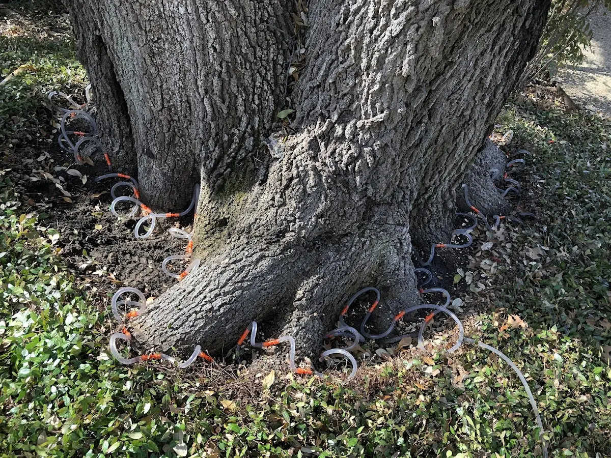 Detailed Tree Cabling and Bracing job site in Bradley